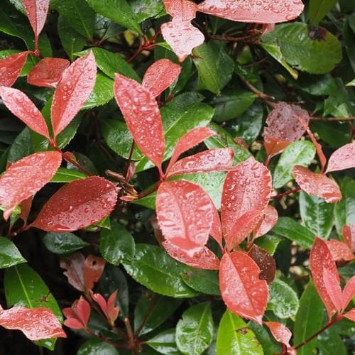 Photinia x fraseri Red Robin - Future Forests