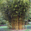 Phyllostachys aureosulcata Spectabilis - Future Forests