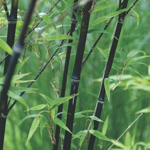 Phyllostachys nigra Punctata - Future Forests