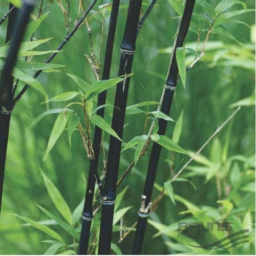 Phyllostachys nigra Punctata - Future Forests