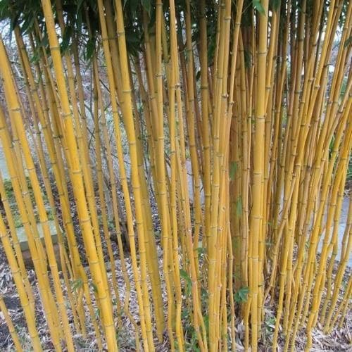 Phyllostachys aureosulcata Aureocaulis