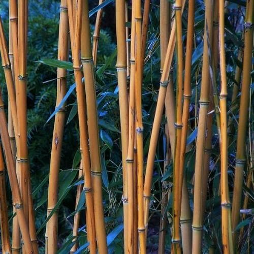 Phyllostachys aureosulcata Aureocaulis