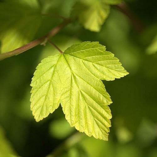 Physocarpus opulifolius DartsGold - Future Forests