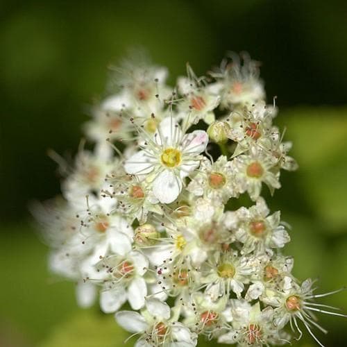 Physocarpus opulifolius DartsGold - Future Forests