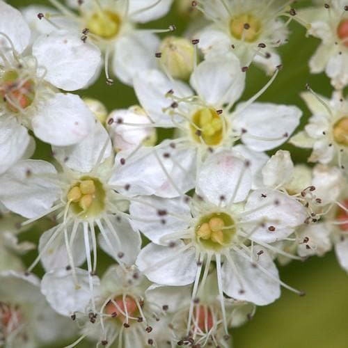 Physocarpus opulifolius Dart's Gold