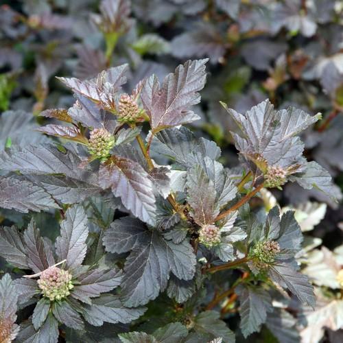 Physocarpus opulifolius Diabolo - Future Forests