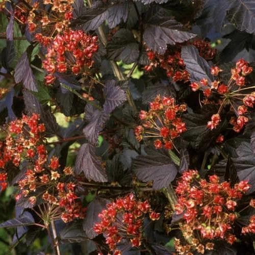 Physocarpus opulifolius Red Baron