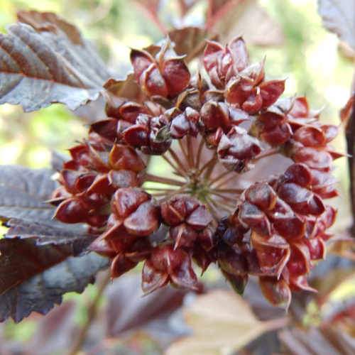 Physocarpus opulifolius Red Baron
