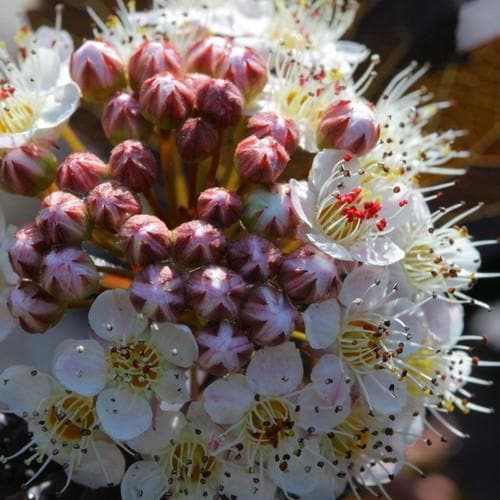Physocarpus opulifolius Red Baron - Future Forests