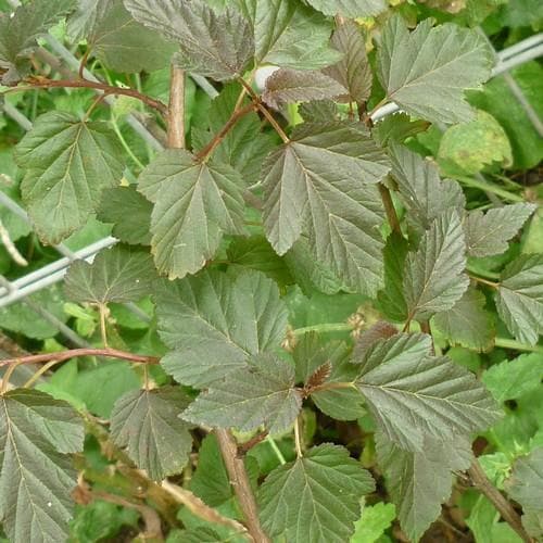 Physocarpus opulifolius Red Baron - Future Forests