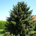 Picea breweriana - Future Forests