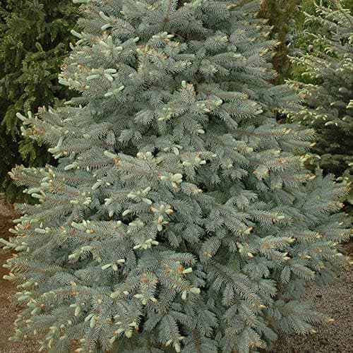 Picea pungens Fat Albert