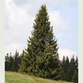 Picea abies - Norway Spruce - Future Forests