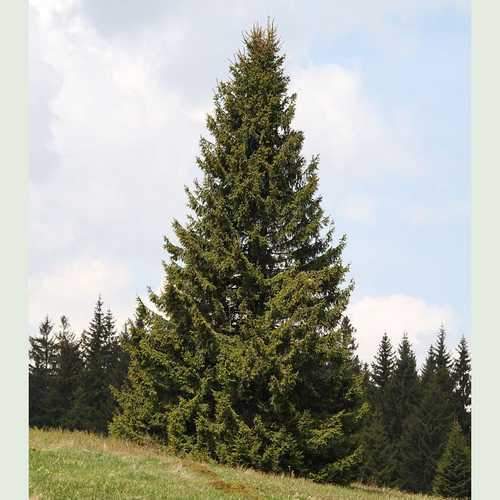 Picea abies - Norway Spruce 1-2ft Bareroot