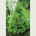 Picea glauca conica - Future Forests