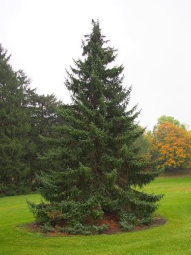 Picea omorika - Serbian Spruce - Future Forests