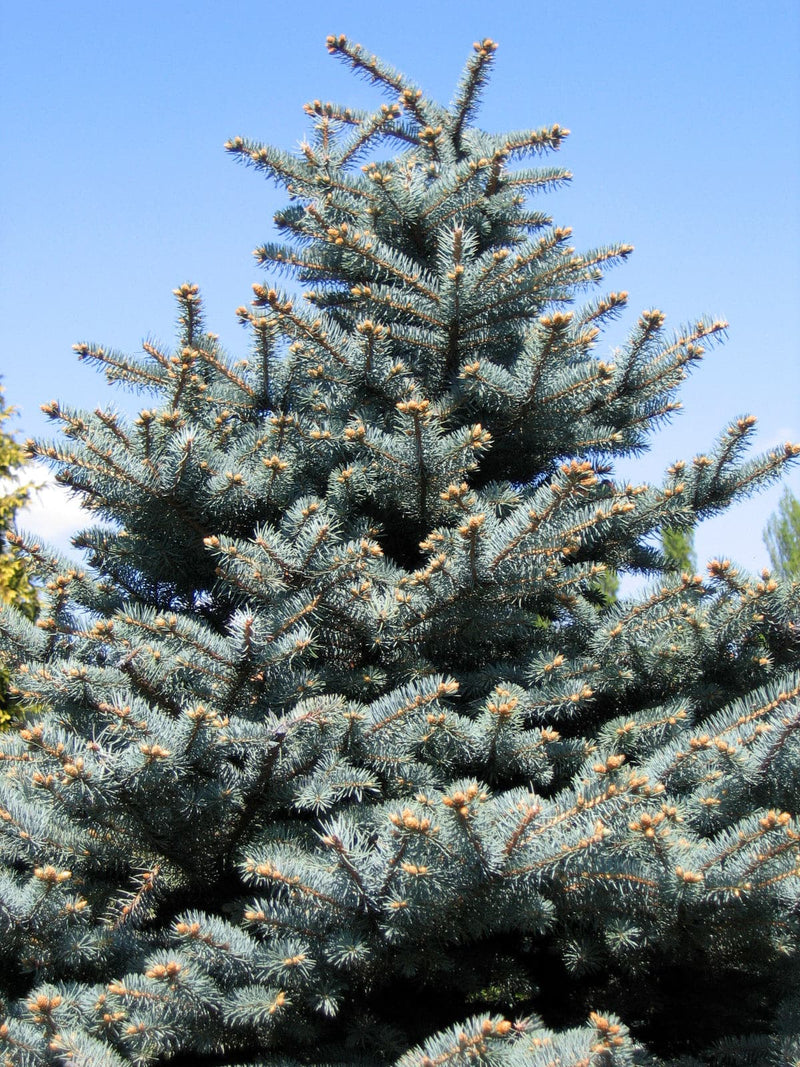 Picea pungens Super Blue