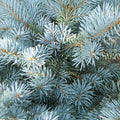 Picea pungens Super Blue