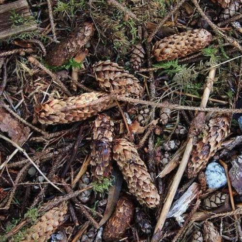 Picea sitchensis - Sitka Spruce - Future Forests