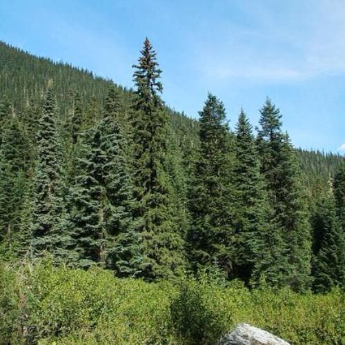 Picea sitchensis - Sitka Spruce - Future Forests