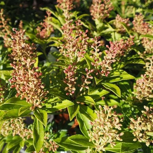 Pieris japonica Debutante - Future Forests