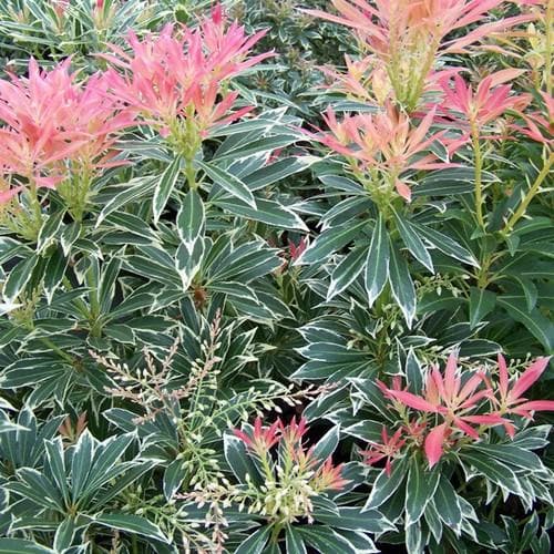 Pieris japonica Flaming Silver