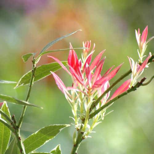 Pieris japonica Flaming Silver