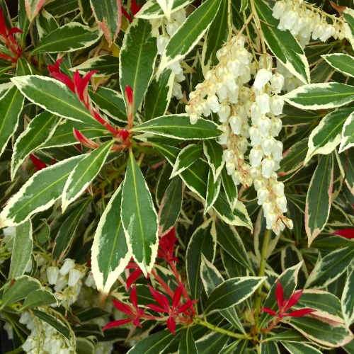 Pieris japonica Flaming Silver