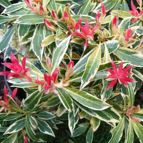 Pieris japonica Flaming Silver