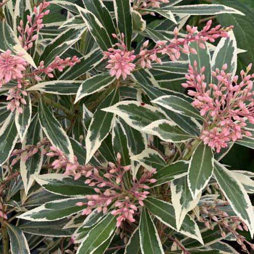 Pieris japonica Flaming Silver