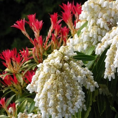 Pieris japonica Forest Flame - Future Forests