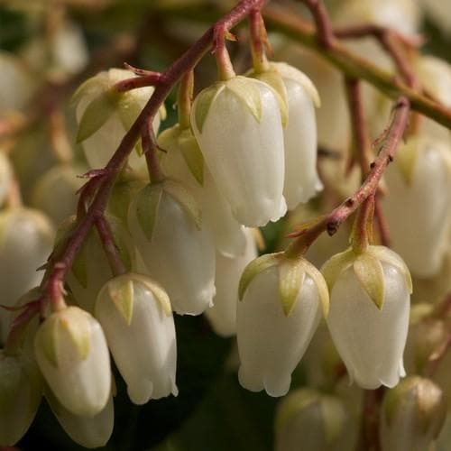 Pieris japonica Forest Flame - Future Forests