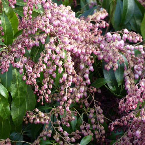 Pieris japonica Katsura