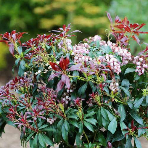 Pieris japonica Katsura