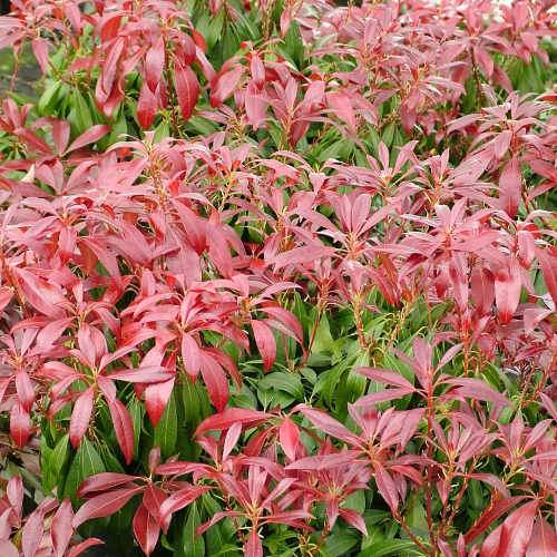 Pieris japonica Katsura