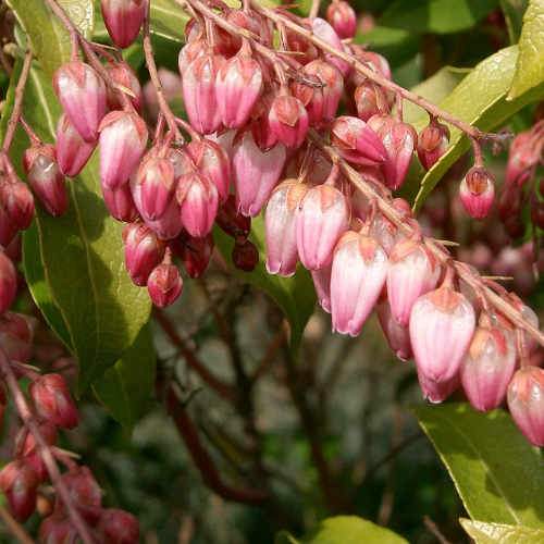 Pieris japonica Katsura