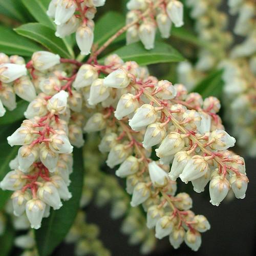 Pieris japonica Little Heath - Future Forests