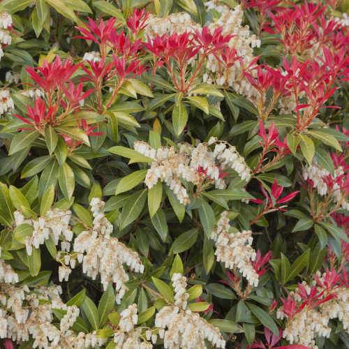 Pieris japonica Mountain Fire