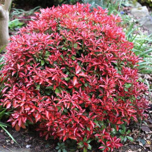 Pieris japonica Mountain Fire