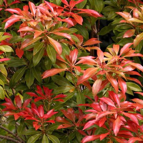 Pieris japonica Mountain Fire