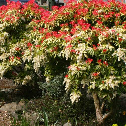 Pieris japonica Mountain Fire