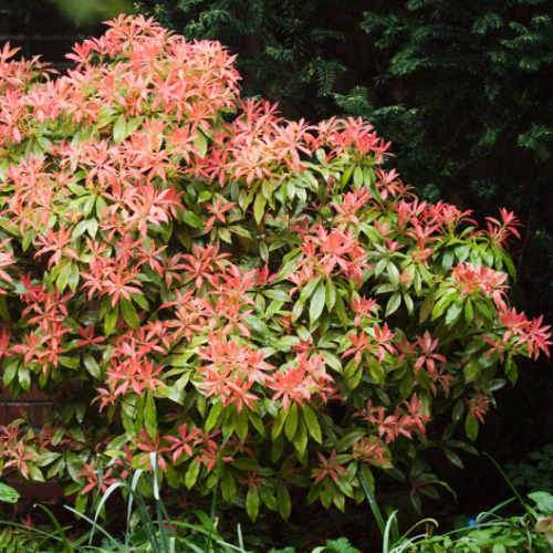 Pieris japonica Mountain Fire