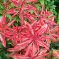 Pieris japonica Mountain Fire