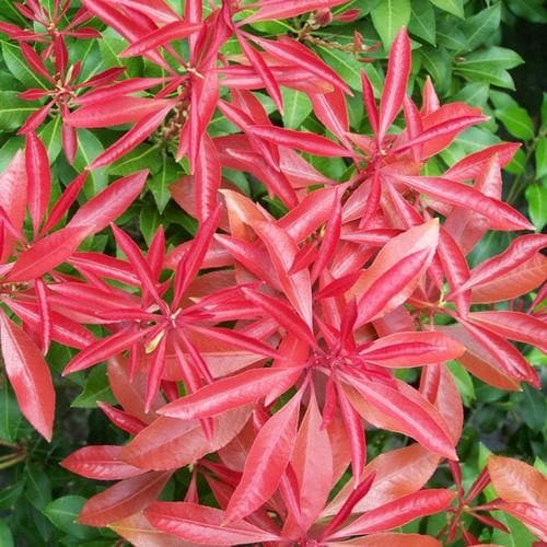 Pieris japonica Mountain Fire