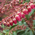 Pieris japonica Passion