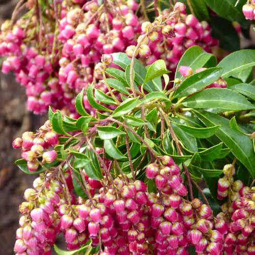 Pieris japonica Passion