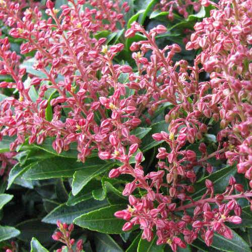 Pieris japonica Passion