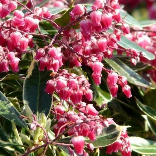 Pieris japonica Ralto - Future Forests