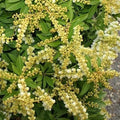 Pieris japonica Sarabande - Future Forests