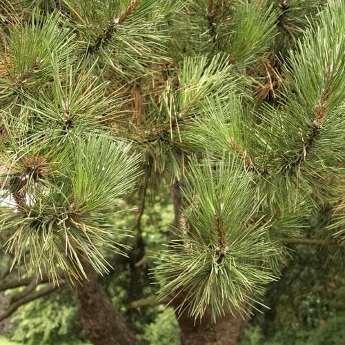 Pinus nigra Pyramidalis - Future Forests